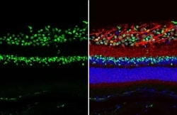 Invitrogen PAX6 Monoclonal Antibody (GT9412) 100 &mu;L; Unconjugated:Antibodies,