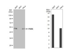 Invitrogen PAX6 Monoclonal Antibody (GT9412) 100 &mu;L; Unconjugated:Antibodies,