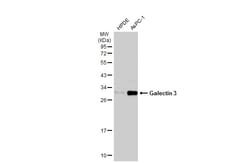 Invitrogen Galectin 3 Monoclonal Antibody (GT759) 100 &mu;L; Unconjugated:Antibodies,