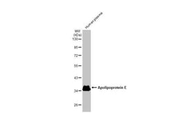 Invitrogen APOE Monoclonal Antibody (GT1627) 100 &mu;L; Unconjugated:Antibodies,
