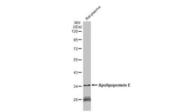 Invitrogen APOE Monoclonal Antibody (GT1627) 100 &mu;L; Unconjugated:Antibodies,