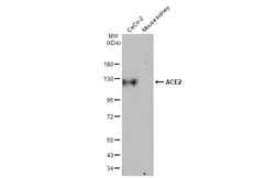 Invitrogen ACE2 Recombinant Rabbit Monoclonal Antibody (HL1092) 100 &mu;L;