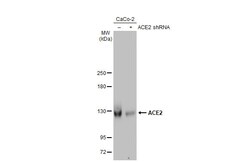 Invitrogen ACE2 Recombinant Rabbit Monoclonal Antibody (HL1092) 100 &mu;L;