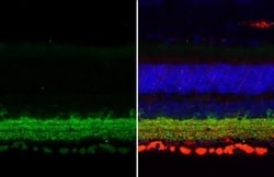 Invitrogen GAD67 Recombinant Rabbit Monoclonal Antibody (HL1096) 100 &mu;L;