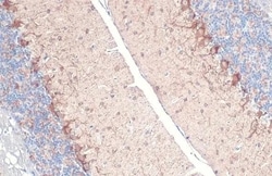 Invitrogen GAD67 Recombinant Rabbit Monoclonal Antibody (HL1096) 100 &mu;L;