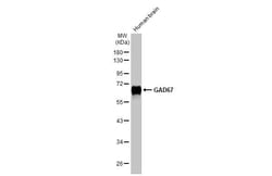 Invitrogen GAD67 Recombinant Rabbit Monoclonal Antibody (HL1096) 100 &mu;L;