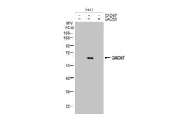 Invitrogen GAD67 Recombinant Rabbit Monoclonal Antibody (HL1096) 100 &mu;L;