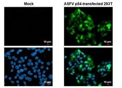Invitrogen African Swine Fever Virus Structural Protein p54 Recombinant