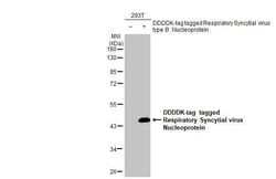 Invitrogen RSV NP Recombinant Rabbit Monoclonal Antibody (HL1248) 100 &mu;L;