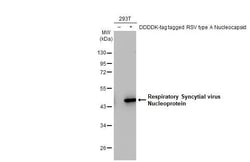 Invitrogen RSV NP Recombinant Rabbit Monoclonal Antibody (HL1296) 100 &mu;L;