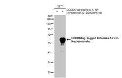 Invitrogen Influenza A virus Nucleoprotein Recombinant Rabbit Monoclonal