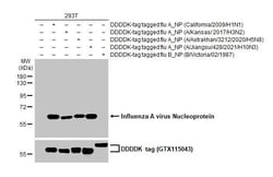 Invitrogen Influenza A virus Nucleoprotein Recombinant Rabbit Monoclonal