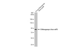 Invitrogen Chikungunya Virus NSP2 Recombinant Rabbit Monoclonal Antibody