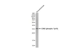 Invitrogen Phospho-CDK2 (Tyr15) Recombinant Rabbit Monoclonal Antibody