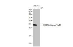 Invitrogen Phospho-CDK2 (Tyr15) Recombinant Rabbit Monoclonal Antibody