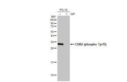 Invitrogen Phospho-CDK2 (Tyr15) Recombinant Rabbit Monoclonal Antibody