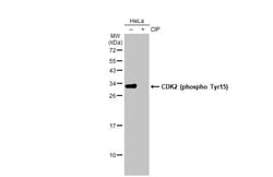 Invitrogen Phospho-CDK2 (Tyr15) Recombinant Rabbit Monoclonal Antibody