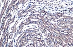 Invitrogen eIF4E Recombinant Rabbit Monoclonal Antibody (HL1554) 100 &mu;L;