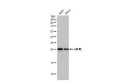 Invitrogen eIF4E Recombinant Rabbit Monoclonal Antibody (HL1554) 100 &mu;L;