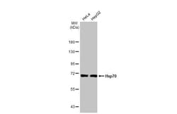 Invitrogen HSP70 Recombinant Rabbit Monoclonal Antibody (HL1580) 100 &mu;L | Buy Online | Invitrogen&trade; | Fisher Scientific