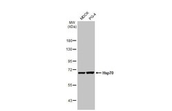 Invitrogen HSP70 Recombinant Rabbit Monoclonal Antibody (HL1580) 100 &mu;L | Buy Online | Invitrogen&trade; | Fisher Scientific