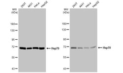 Invitrogen HSP70 Recombinant Rabbit Monoclonal Antibody (HL1580) 100 &mu;L | Buy Online | Invitrogen&trade; | Fisher Scientific