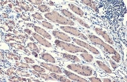 Invitrogen HSP70 Recombinant Rabbit Monoclonal Antibody (HL1581) 100 &mu;L;