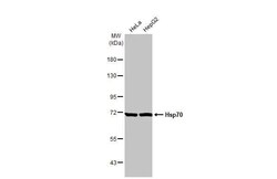 Invitrogen HSP70 Recombinant Rabbit Monoclonal Antibody (HL1581) 100 &mu;L;