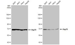Invitrogen HSP70 Recombinant Rabbit Monoclonal Antibody (HL1581) 100 &mu;L;