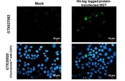 Invitrogen HA Tag Recombinant Rabbit Monoclonal Antibody (HL1603) 100 &mu;L;