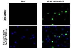 Invitrogen HA Tag Recombinant Rabbit Monoclonal Antibody (HL1603) 100 &mu;L;