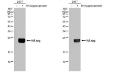 Invitrogen HA Tag Recombinant Rabbit Monoclonal Antibody (HL1603) 100 &mu;L;