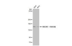 Invitrogen ROCK1/ROCK2 Recombinant Rabbit Monoclonal Antibody (HL1632)