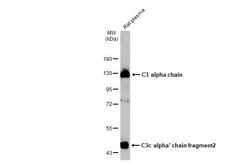Invitrogen Complement C3 Recombinant Rabbit Monoclonal Antibody (HL1643)