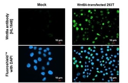 Invitrogen WNT8A Recombinant Rabbit Monoclonal Antibody (HL1648) 100 &mu;L;