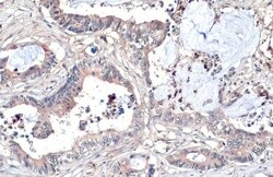 Invitrogen WNT8A Recombinant Rabbit Monoclonal Antibody (HL1648) 100 &mu;L;