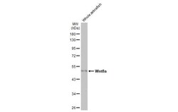 Invitrogen WNT8A Recombinant Rabbit Monoclonal Antibody (HL1648) 100 &mu;L;