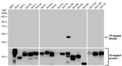 Invitrogen WNT8A Recombinant Rabbit Monoclonal Antibody (HL1648) 100 &mu;L;