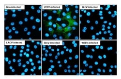 Invitrogen Venezuelan Equine Encephalitis Virus NSP4 Recombinant Rabbit