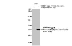 Invitrogen Venezuelan Equine Encephalitis Virus NSP4 Recombinant Rabbit