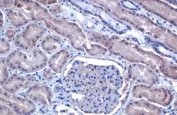 Invitrogen VEGF Recombinant Rabbit Monoclonal Antibody (HL1755) 100 &mu;L;