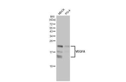 Invitrogen VEGF Recombinant Rabbit Monoclonal Antibody (HL1755) 100 &mu;L;