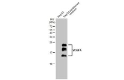 Invitrogen VEGF Recombinant Rabbit Monoclonal Antibody (HL1755) 100 &mu;L;