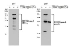 Invitrogen VEGF Recombinant Rabbit Monoclonal Antibody (HL1755) 100 &mu;L;