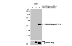 Invitrogen FLI1 Recombinant Rabbit Monoclonal Antibody (HL1805) 100 &mu;L | Buy Online | Invitrogen&trade; | Fisher Scientific