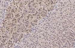 Invitrogen MAP2K4 Recombinant Rabbit Monoclonal Antibody (HL1839) 100 &mu;L;