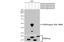 Invitrogen MAP2K4 Recombinant Rabbit Monoclonal Antibody (HL1839) 100 &mu;L;