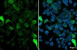 Invitrogen GFP Recombinant Rabbit Monoclonal Antibody (HL1845) 100 &mu;L;
