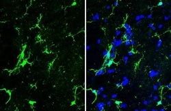 Invitrogen IBA1 Recombinant Rabbit Monoclonal Antibody (HL1880) 100 &mu;L;