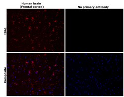 Invitrogen IBA1 Recombinant Rabbit Monoclonal Antibody (HL1880) 100 &mu;L;